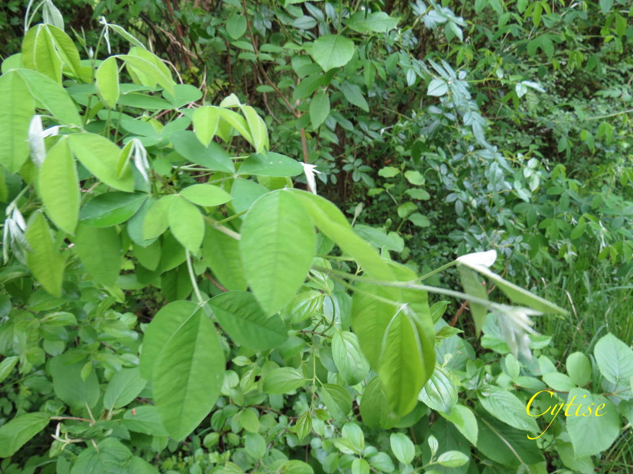 Laburnum anagyroides 4021t